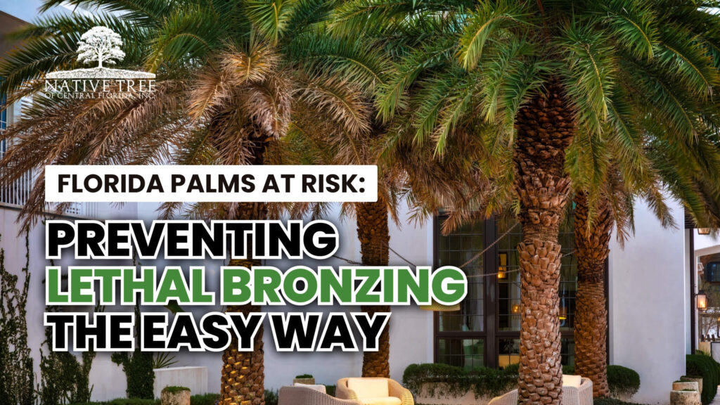 Florida palm trees showing early signs of lethal bronzing disease