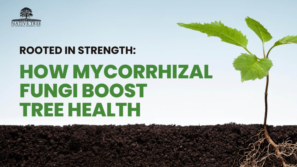 Mycorrhizal fungi improving soil structure and tree health in urban landscape