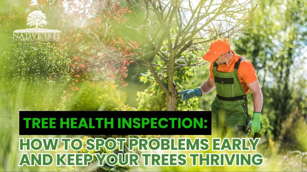 Tree health inspection of leaves and branches to detect early signs of pests, disease, and discoloration.