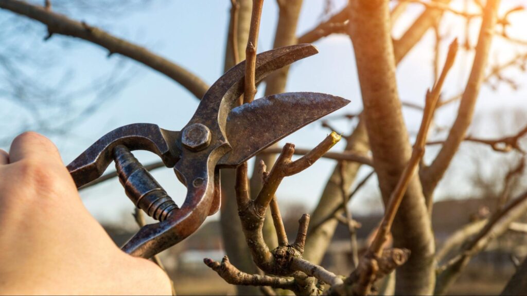 Professional tree service pruning branches to improve safety and growth