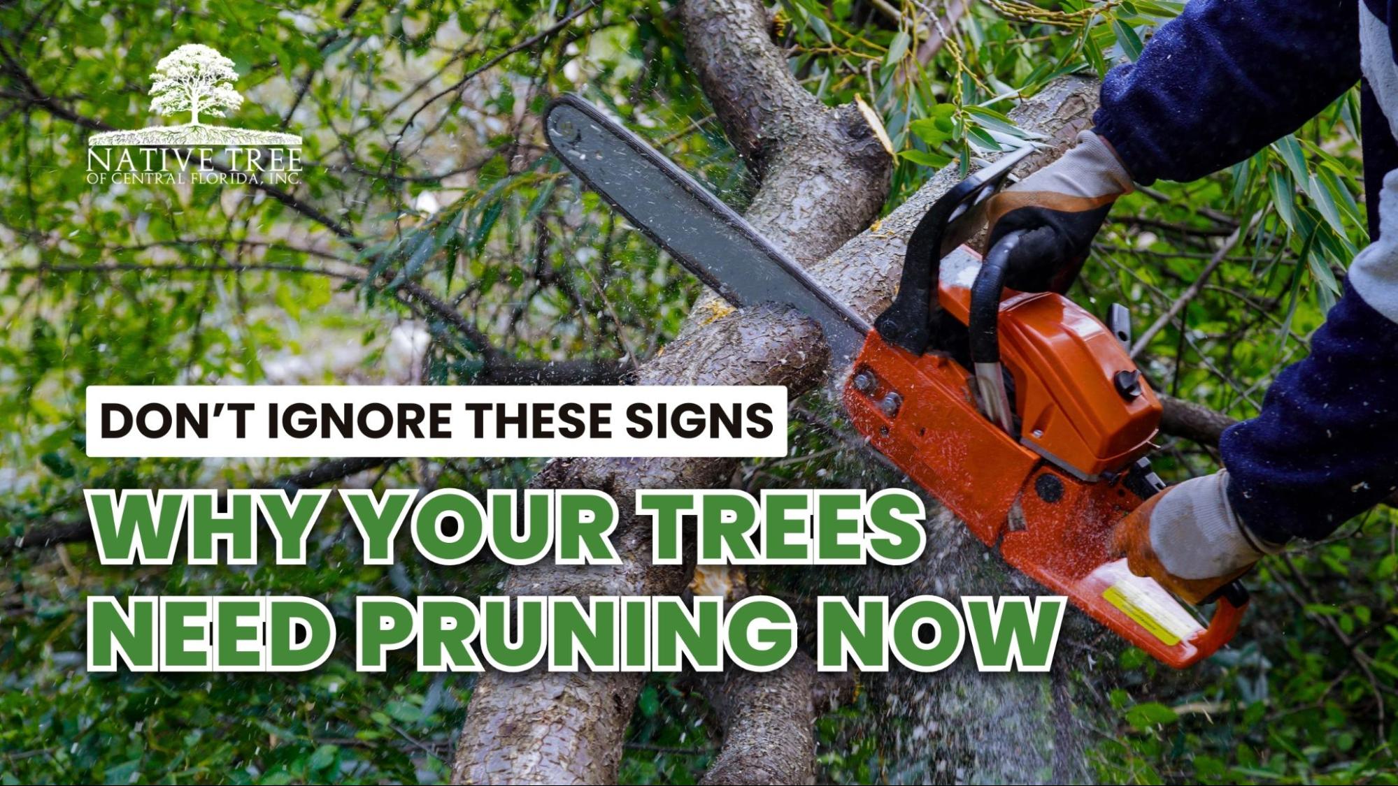 Overgrown tree branches in need of pruning for better tree health