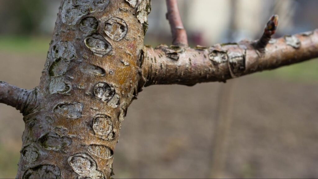 Understanding how aging trees become more susceptible to pests and diseases and the importance of proactive care to protect their health.