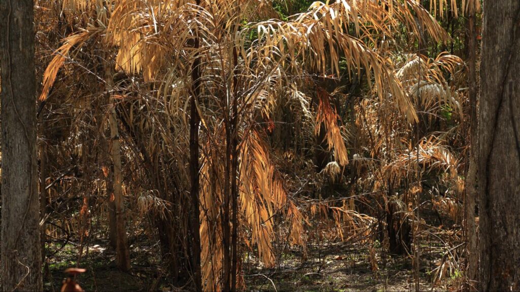Tree showing wilting, yellowing leaves, and uneven branch health, illustrating the typical symptoms of Verticillium wilt infection affecting plant vascular tissues.