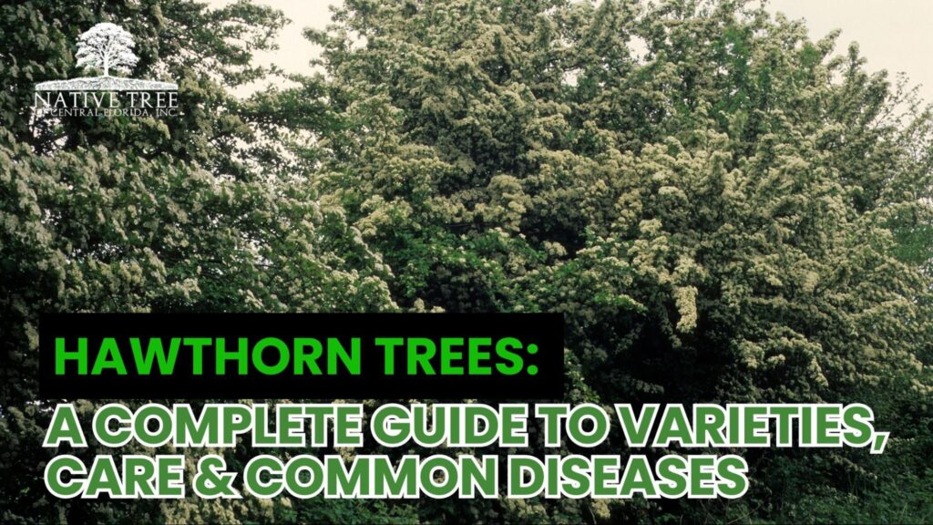 A healthy hawthorn tree in full bloom with white flowers and red berries, illustrating proper care, different varieties, and protection from common tree diseases.