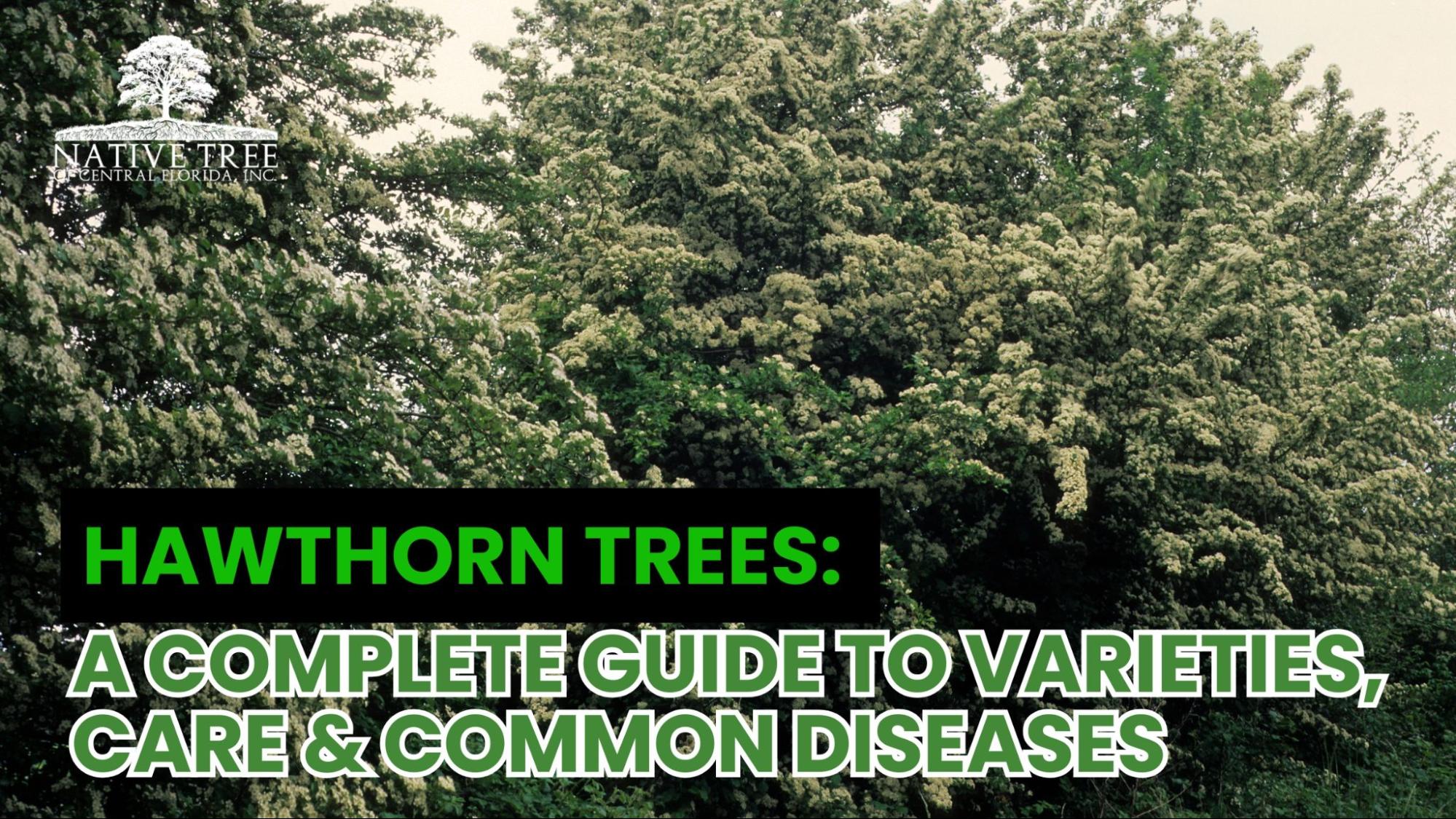 A healthy hawthorn tree in full bloom with white flowers and red berries, illustrating proper care, different varieties, and protection from common tree diseases.