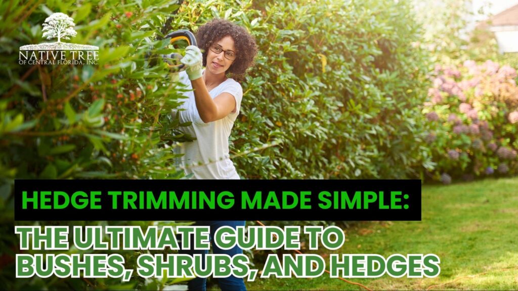 Hands carefully performing hedge trimming on a dense green hedge, showing clean cuts that maintain healthy, well-shaped bushes and shrubs.