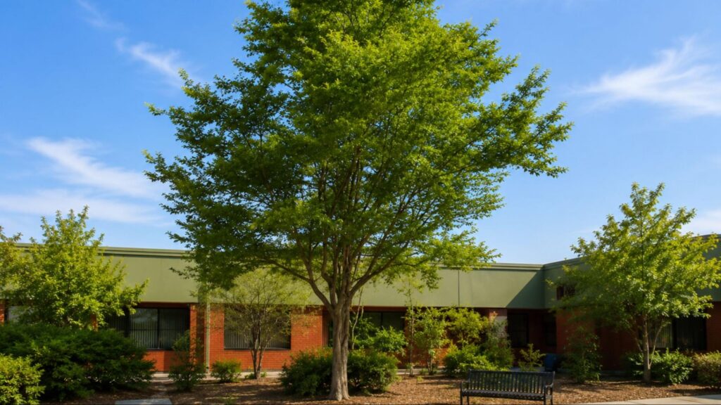 A large American Hornbeam tree stands prominently in front of a building, showcasing its distinctive bark and foliage.