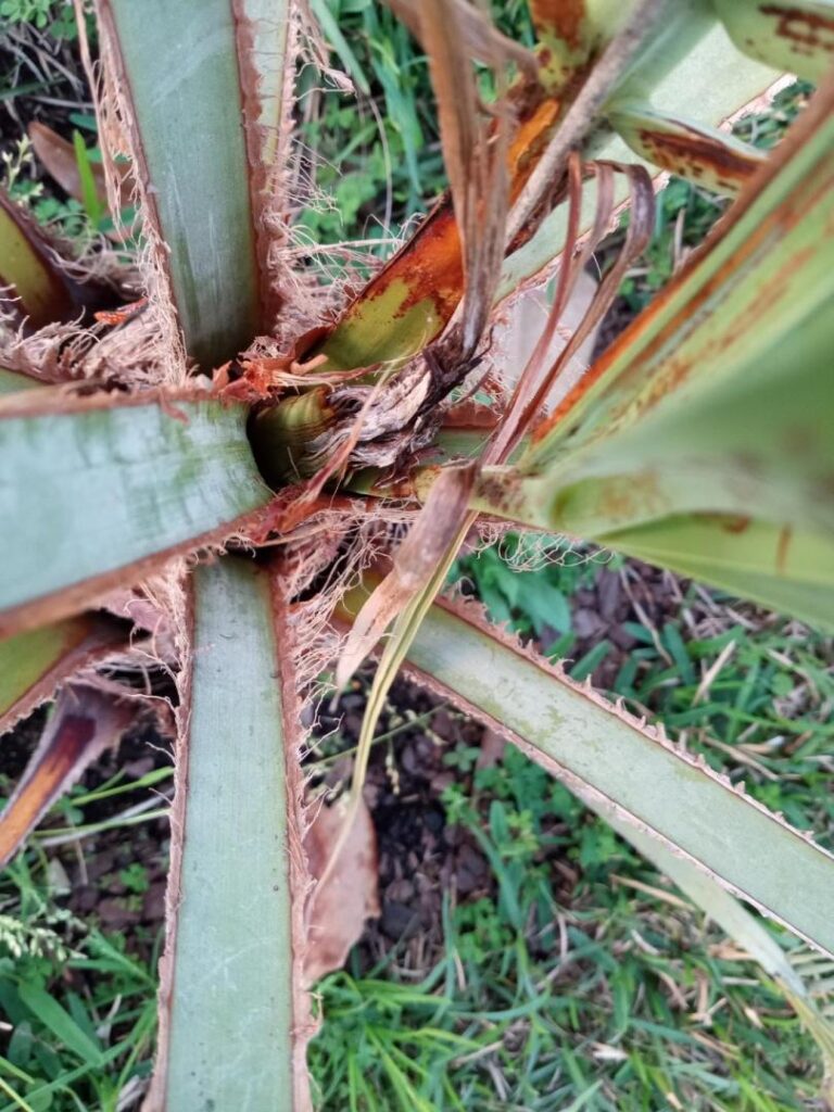Close-up of a palm plant showing brown, wilted leaves, indicating potential bud rot disease affecting its health.