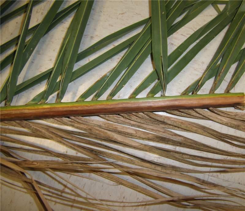 A palm leaf displaying a long stick protruding from it, illustrating symptoms of Fusarium Wilt disease.