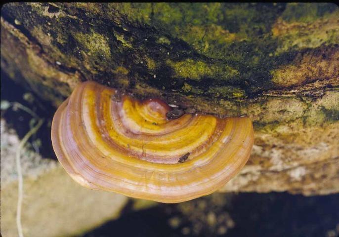 A close-up of a yellow and brown Ganoderma fungus growing on the trunk of a palm tree, indicating butt rot disease.