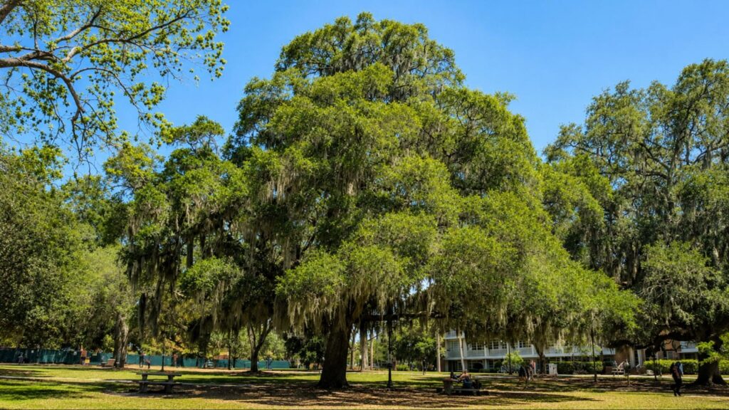 A large Laurel Oak tree stands majestically in a park, showcasing its broad canopy and lush green leaves.