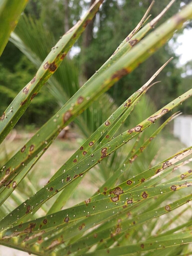 Close-up of a palm tree leaf showing brown spots, indicating a leaf spot disease affecting the plant's health.