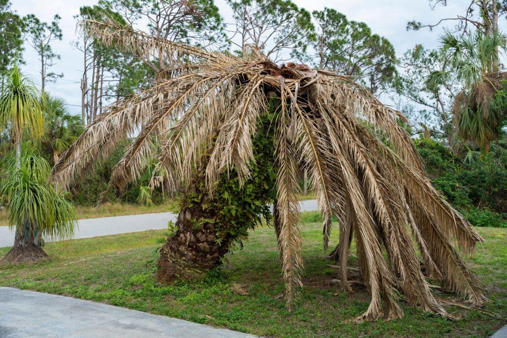 A palm tree with frayed leaves and a bent trunk, showing damage Lethal Bronzing Disease impact.