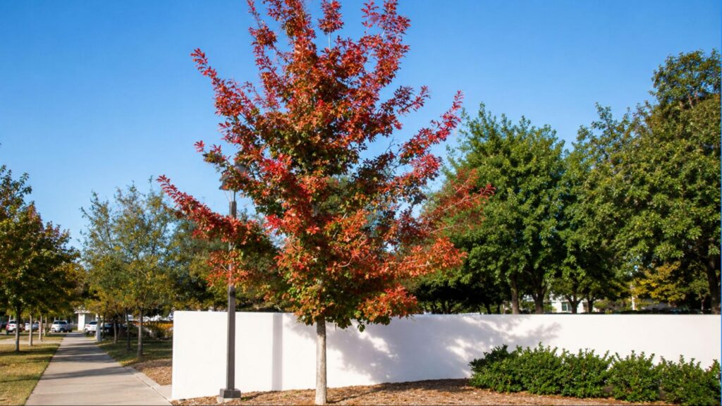 Shumard Oak tree displaying vibrant red leaves in autumn, showcasing its seasonal foliage change.
