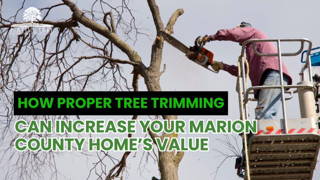 Proper tree trimming enhances curb appeal, improves tree health, and increases property value by creating a safer, more attractive landscape in residential areas.