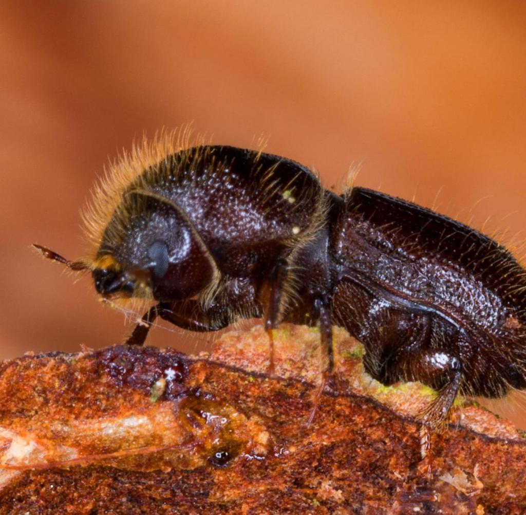 A beetle displaying intricate brown and black markings on its back, showcasing its unique coloration and texture.