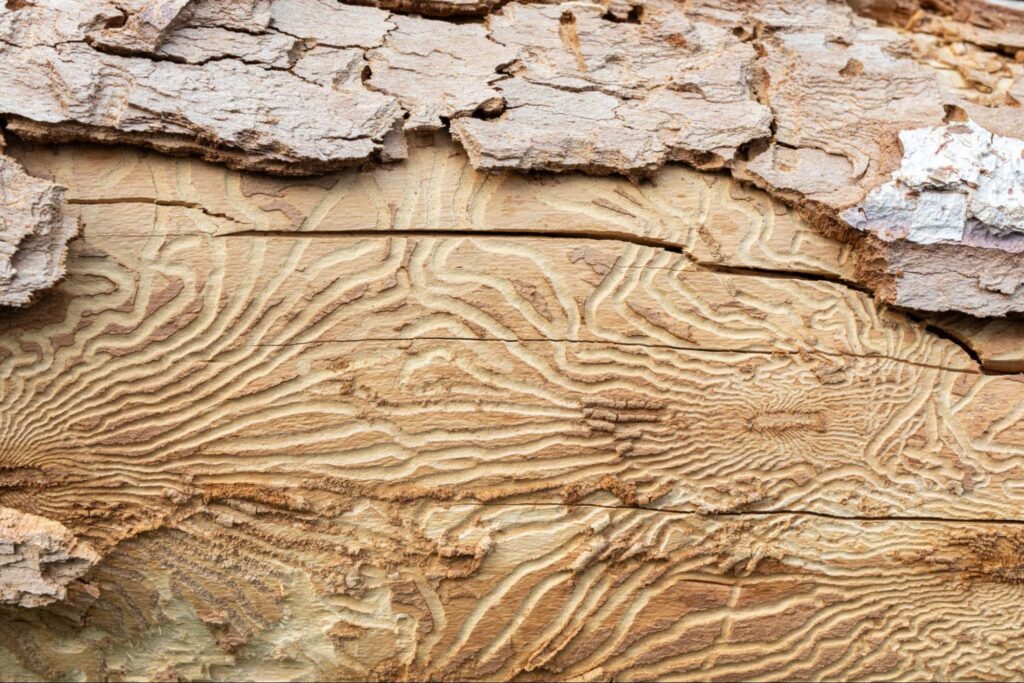 Close-up of a wood panel, illustrating the impact of bark beetles on wood surfaces.