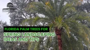 Palm trees in Florida landscape, offering spring landscaping inspiration and tips.
