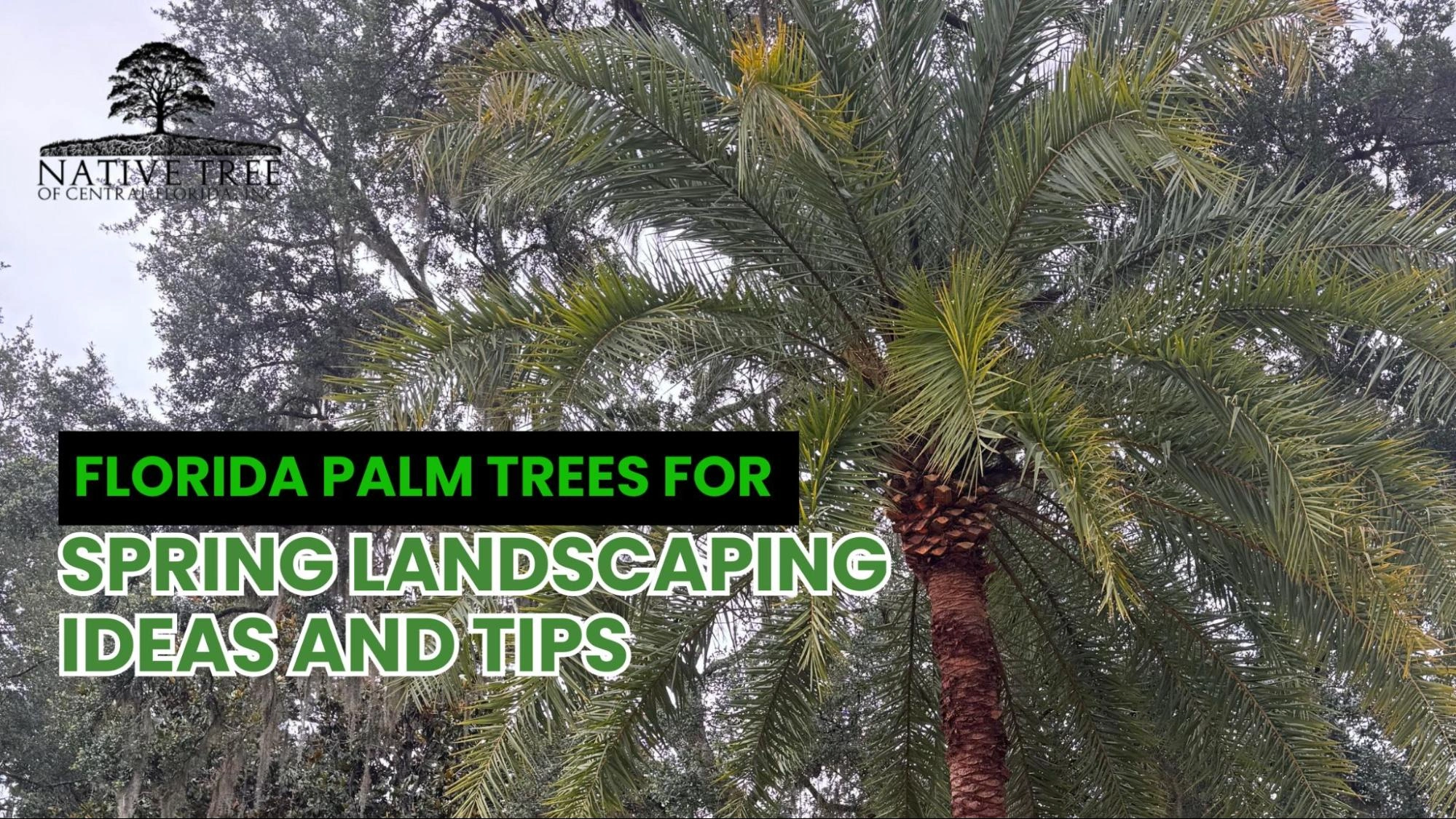 Palm trees in Florida landscape, offering spring landscaping inspiration and tips.