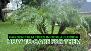 Garden palm trees in Ocala, Florida, showcasing native tree trunks and tips for their care and maintenance.