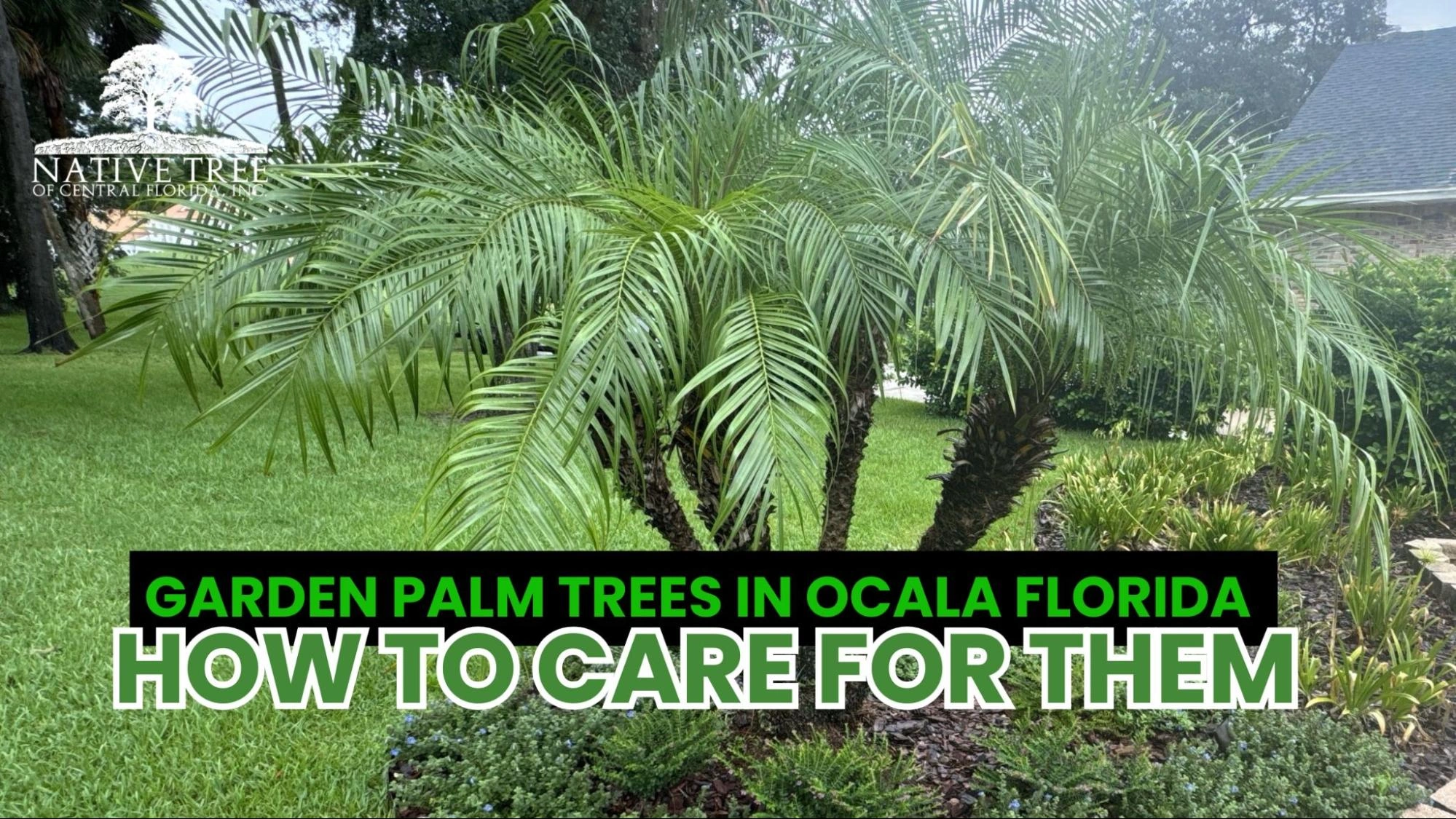 Garden palm trees in Ocala, Florida, showcasing native tree trunks and tips for their care and maintenance.