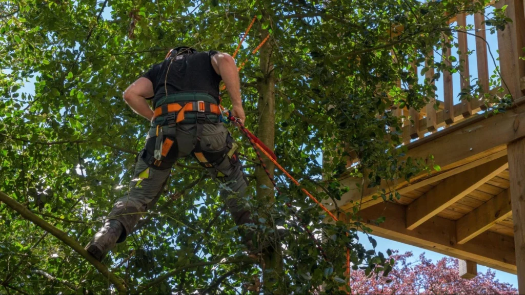 "A professional tree worker wearing safety gear and using ropes to prune tall branches near a wooden structure, showcasing expert tree care in action."