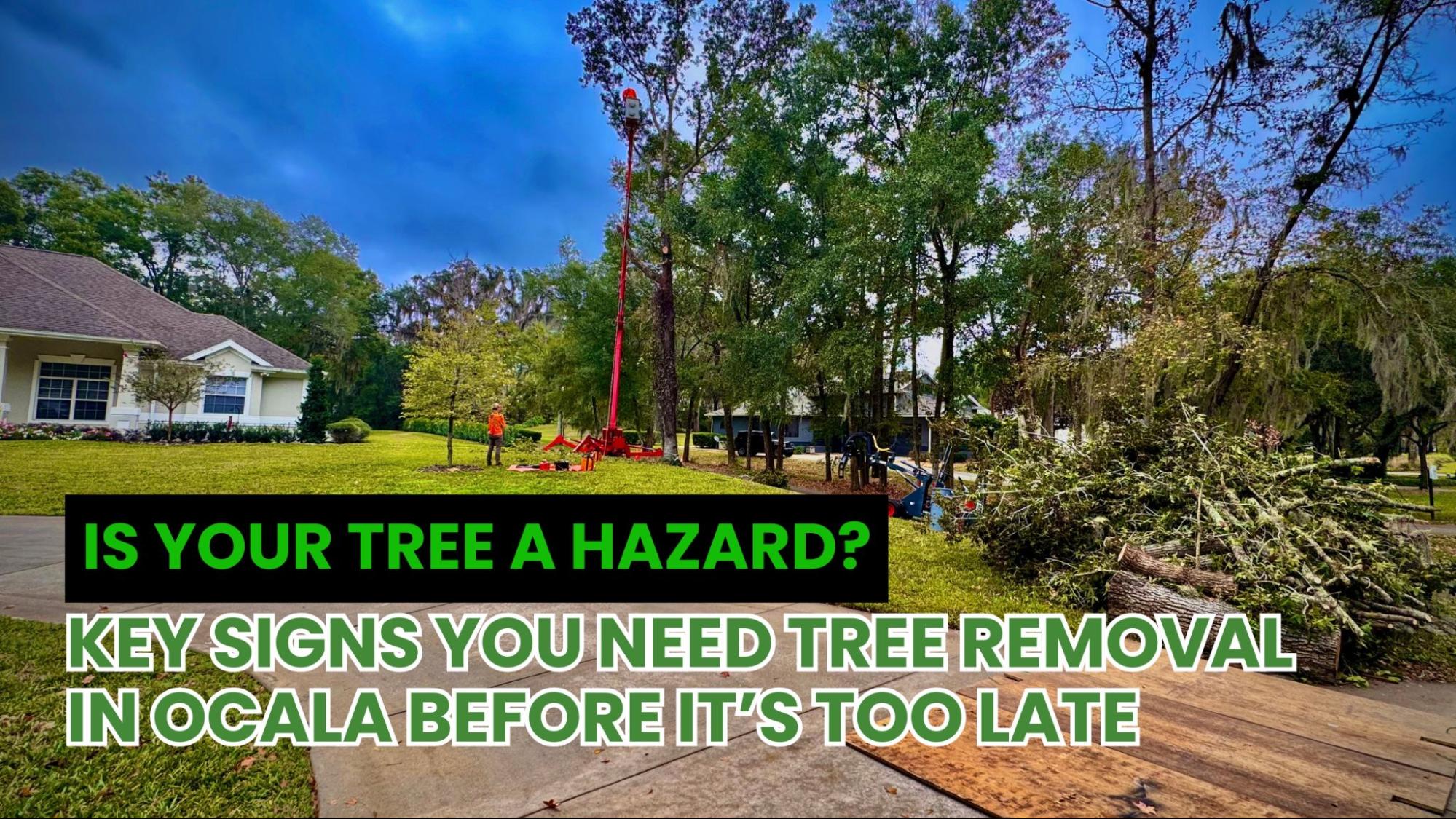 An image showing a tree with signs of decay, raising concerns about its safety and potential risks.
