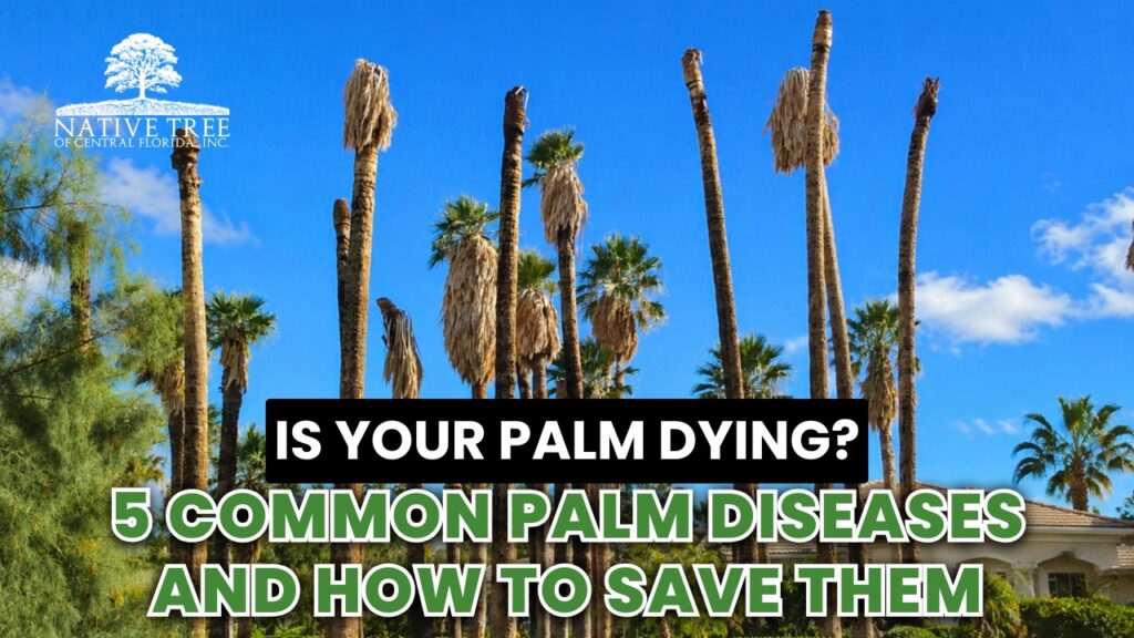 Infographic detailing of five common diseases affecting palm trees and tips for their treatment and prevention.