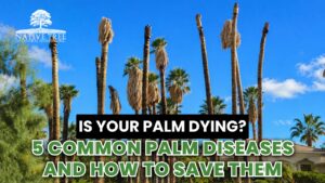 Infographic detailing of five common diseases affecting palm trees and tips for their treatment and prevention.