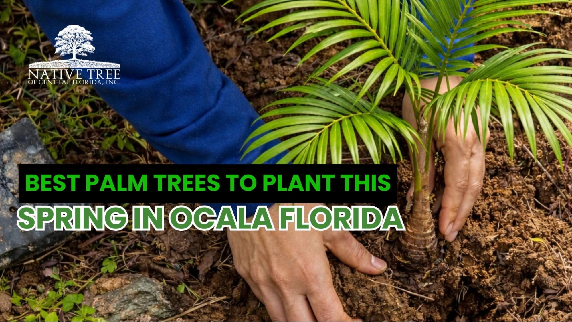 A palm tree ideal for planting in Ocala Florida this spring, showcasing their vibrant foliage and growth potential