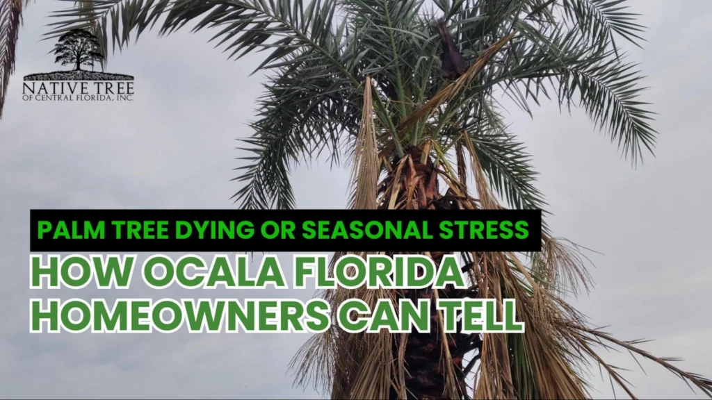 A palm tree with yellowing fronds, indicating potential dying or seasonal stress, relevant to Ocala, Florida homeowners.
