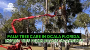 Expert tips for palm tree care in Ocala, Florida, covering essential practices from roots to canopies.