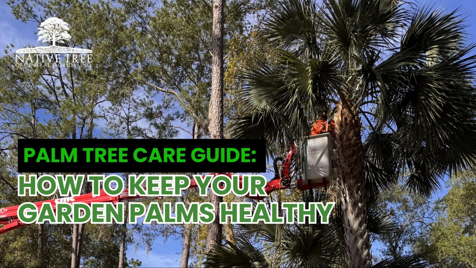 Guide on caring for palm trees in your garden to keep them healthy and thriving.