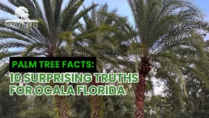 Visual summary of palm tree facts for Ocala, Florida, detailing various species and their adaptations to the local climate.