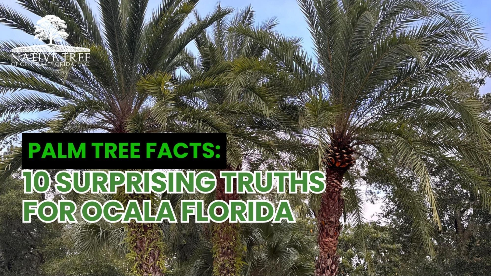 Visual summary of palm tree facts for Ocala, Florida, detailing various species and their adaptations to the local climate.