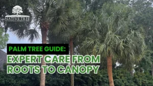 Expert guide on palm tree care, covering everything from roots to canopy for optimal growth and health.