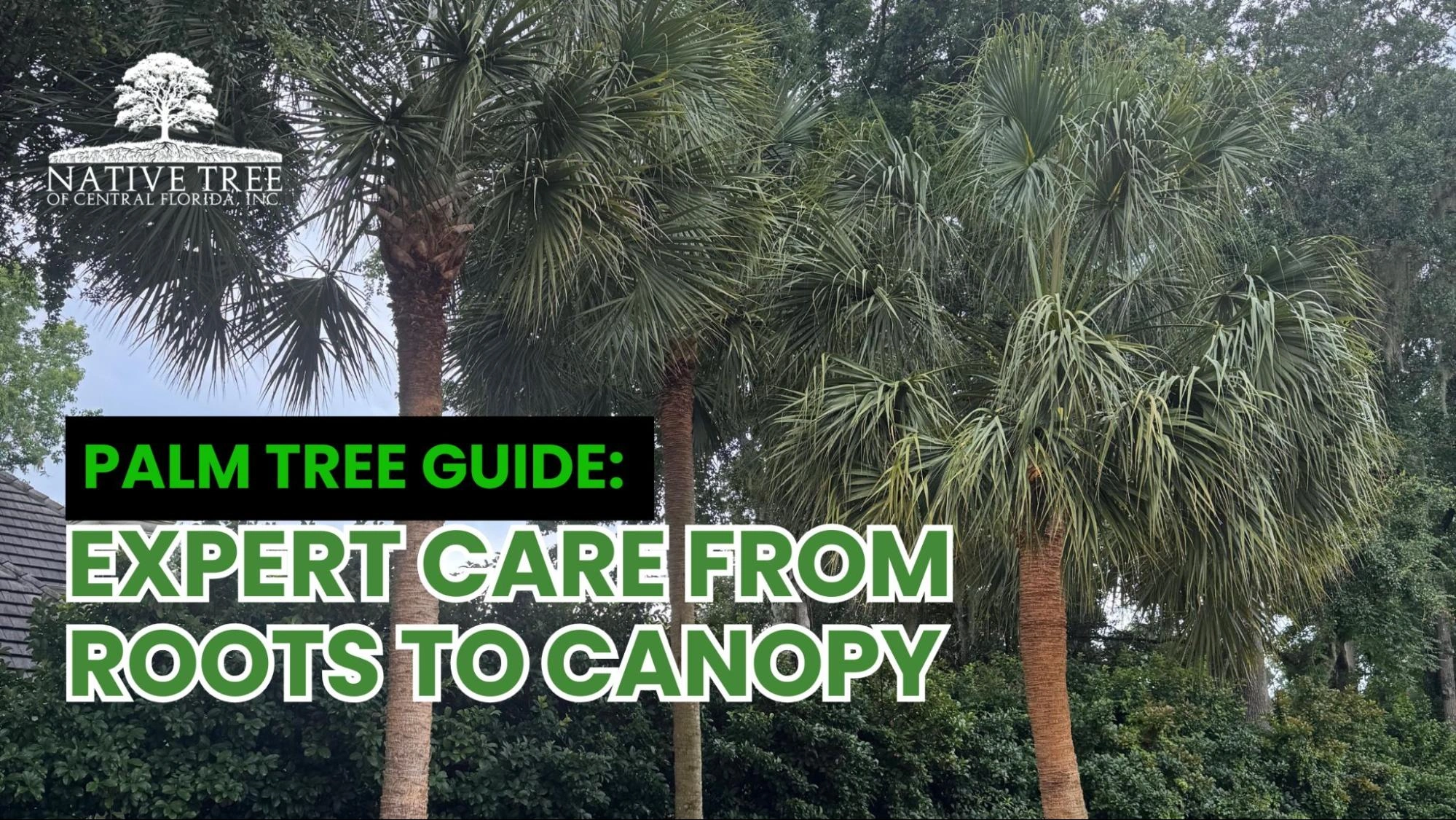 Expert guide on palm tree care, covering everything from roots to canopy for optimal growth and health.
