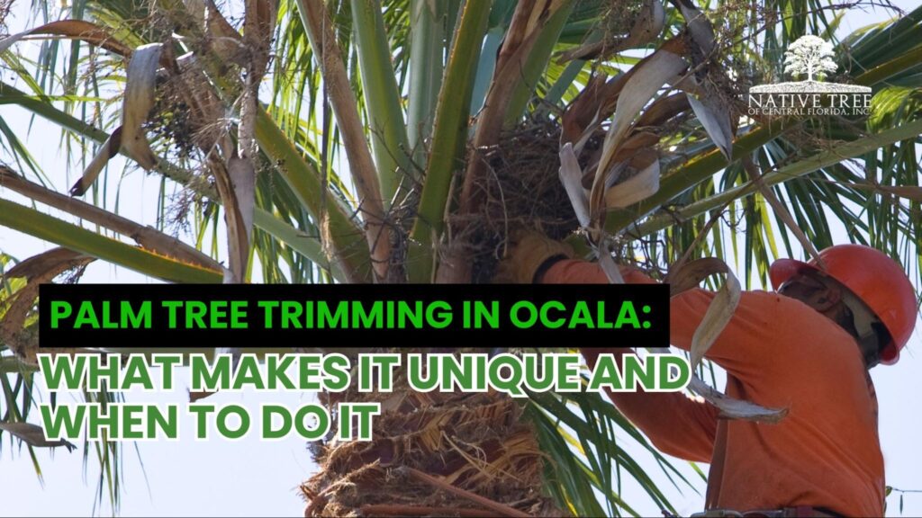Palm tree trimming in Ocala requires specialized timing and techniques to maintain palm health, prevent pest issues, and ensure safe, attractive landscapes year-round.