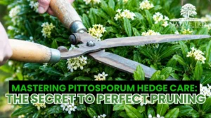 A gardener demonstrating precise pruning techniques on a pittosporum hedge for optimal growth and appearance.