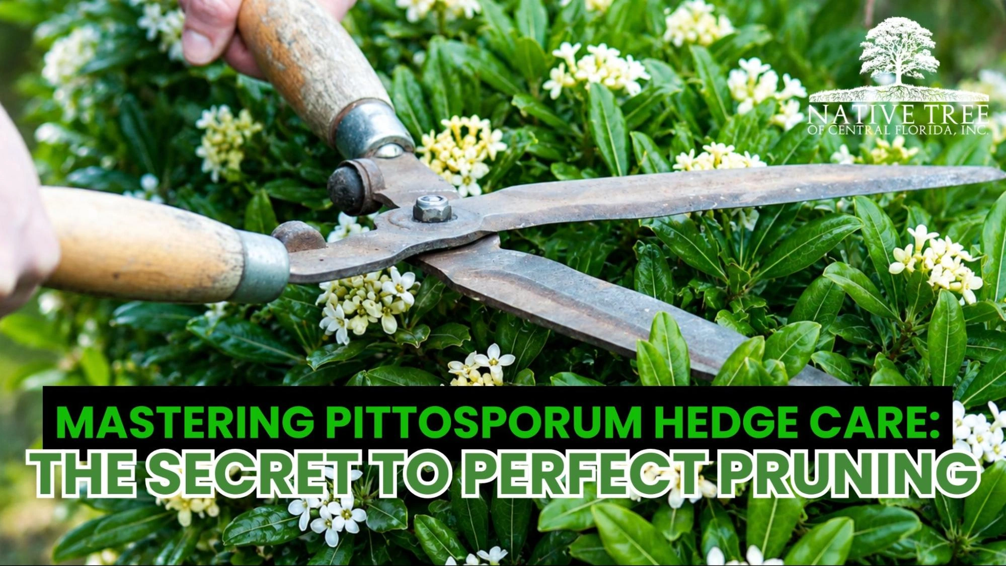 A gardener demonstrating precise pruning techniques on a pittosporum hedge for optimal growth and appearance.