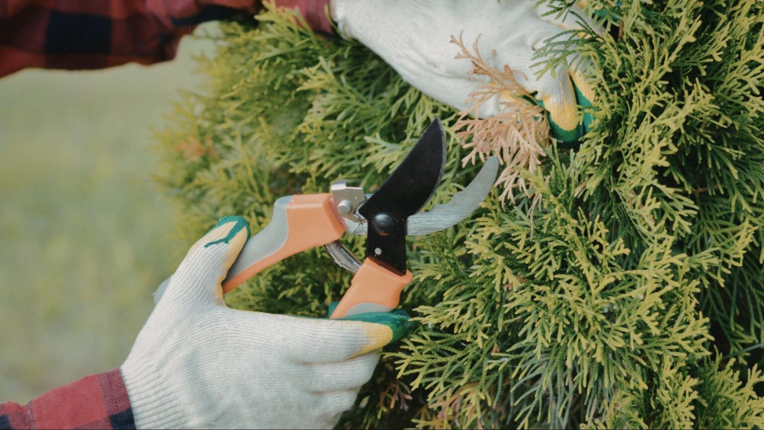 Winter Tree Care Tips for Central Florida Trees
