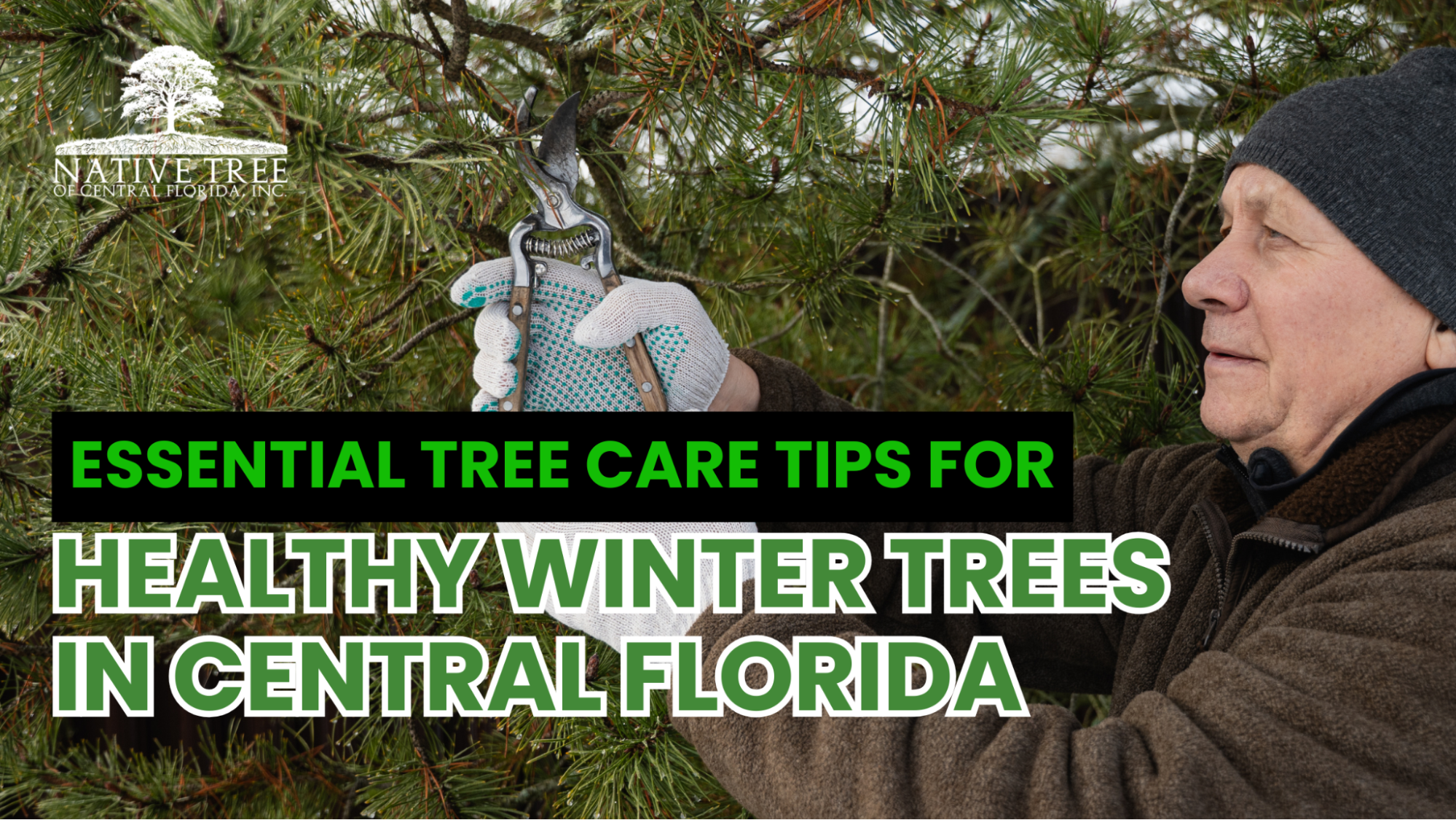 Essential tree care tips for maintaining healthy trees during winter in Central Florida.