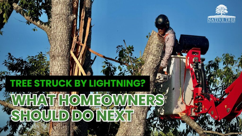 Lightning-damaged trees may become unstable or hazardous, and homeowners should assess safety, look for structural damage, and contact a certified arborist to determine next steps.