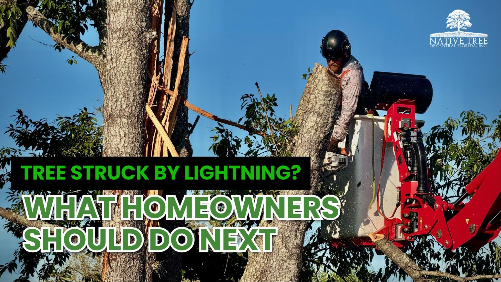 Lightning-damaged trees may become unstable or hazardous, and homeowners should assess safety, look for structural damage, and contact a certified arborist to determine next steps.