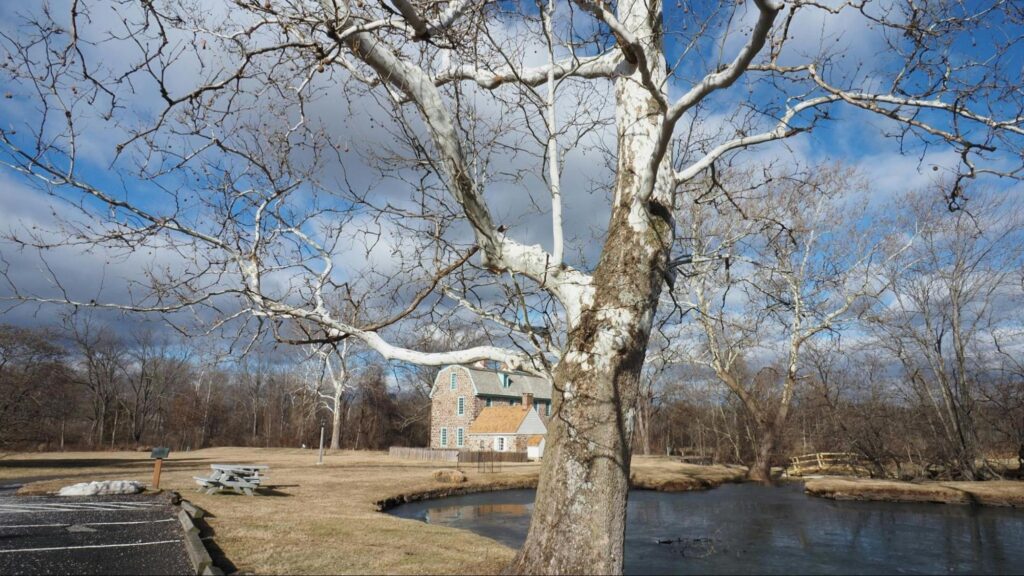 A winter scene featuring a tree with no leaves and a building behind it, emphasizing pest and disease monitoring in trees.