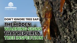 Close-up of tree sap on bark, highlighting signs that indicate the need for tree inspection and potential health issues.