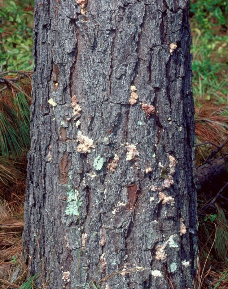 A tree trunk covered in various types of colorful lichen, showcasing a diverse ecosystem.
