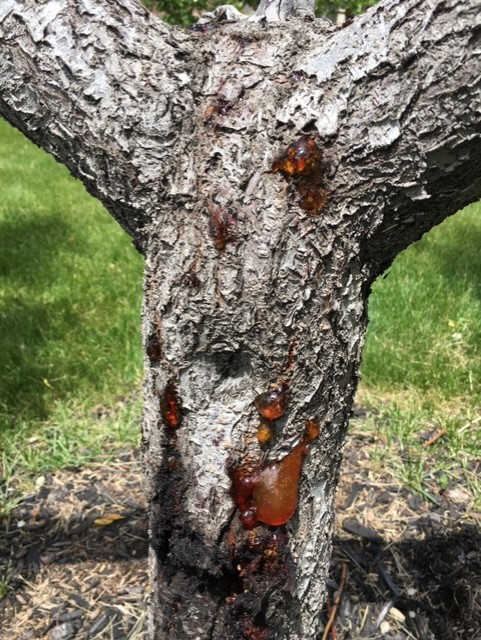 A tree trunk displaying a noticeable brown stain, indicating possible damage or disease.