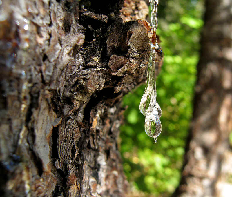 A tree leaf with a clear water droplet clinging to its edge, reflecting light.