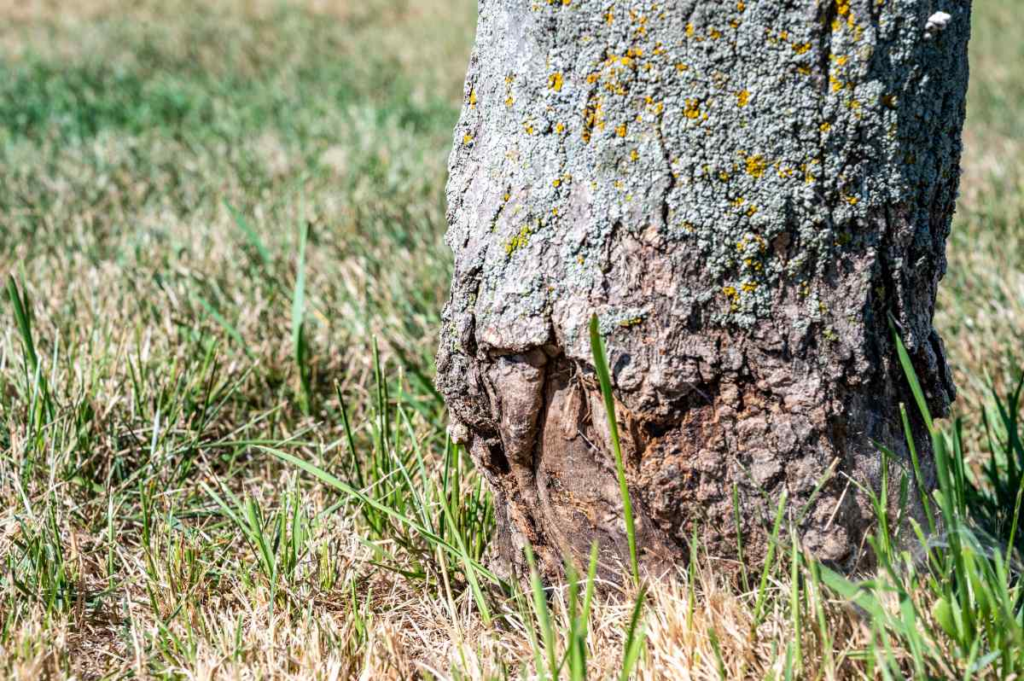 A tree trunk with a hollow opening and a corresponding hole in the ground nearby.